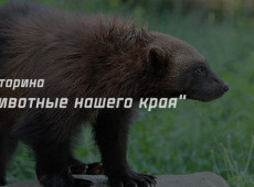 Викторина "Животные нашего края" на 9 февраля