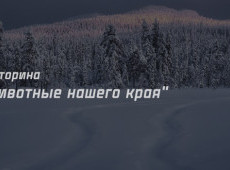 Викторина "Животные нашего края" на 14 февраля