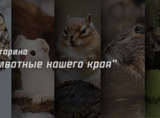 Викторина "Животные нашего края" на 21 февраля