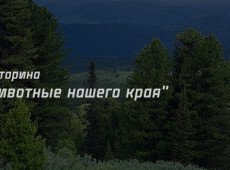 Викторина "Животные нашего края" на 28 февраля