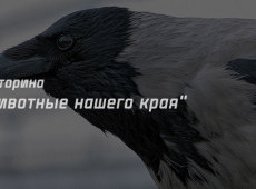Викторина "Животные нашего края" на 14 марта